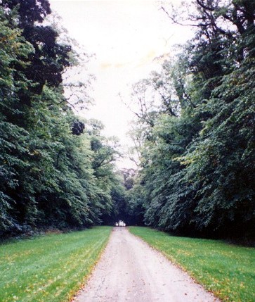 Lime Tree Avenue